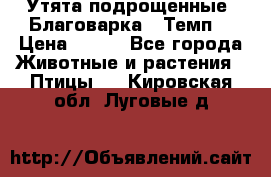 Утята подрощенные “Благоварка“,“Темп“ › Цена ­ 100 - Все города Животные и растения » Птицы   . Кировская обл.,Луговые д.